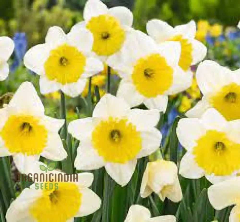 Yellow Daffodil Bulbs For Planting Fall Narcissus Flower Perennial (100 Seeds)