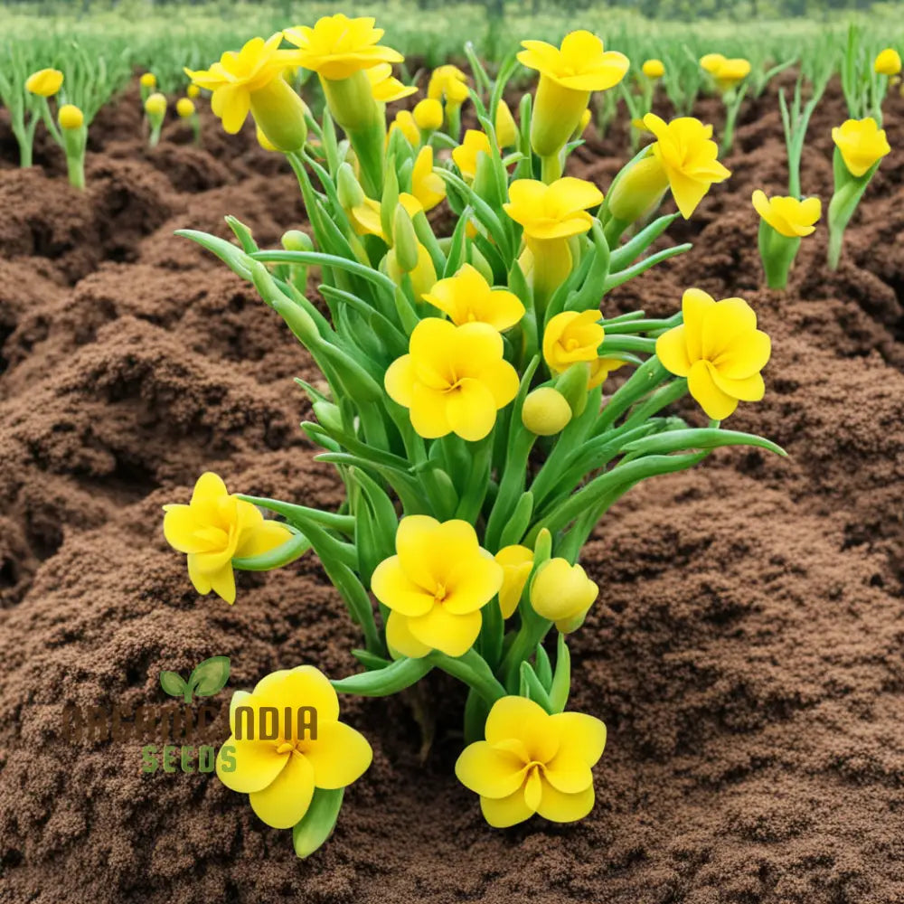 Yellow Densiflorum Flower Seeds - Bright Blossoms For Sunny Garden Borders Perennials