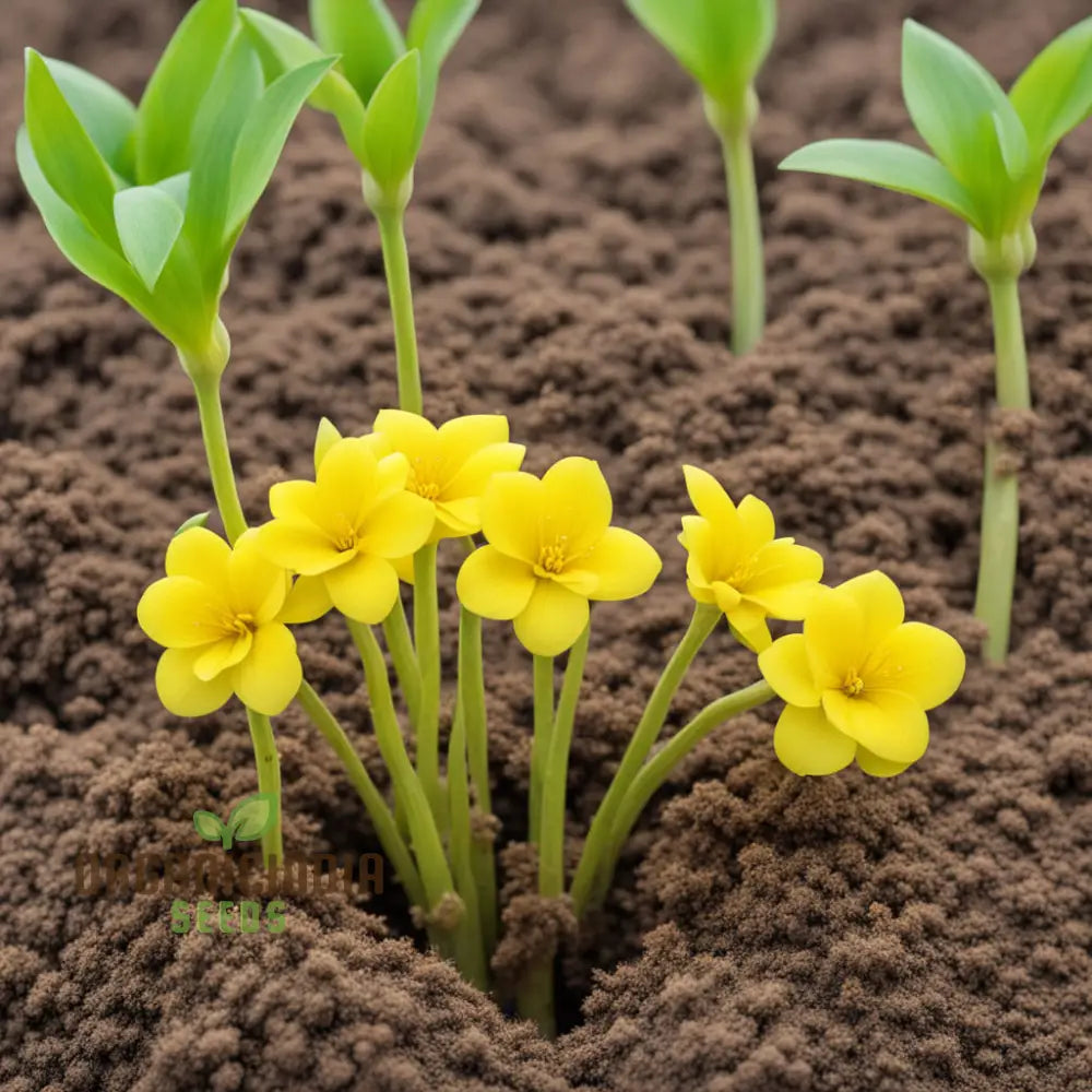 Yellow Densiflorum Flower Seeds - Bright Blossoms For Sunny Garden Borders Perennials