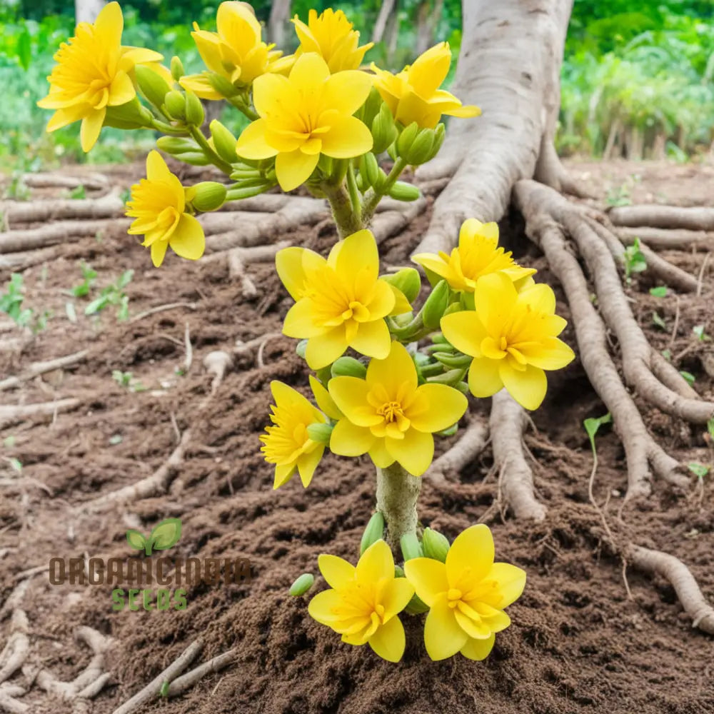 Yellow Densiflorum Flower Seeds - Bright Blossoms For Sunny Garden Borders Perennials