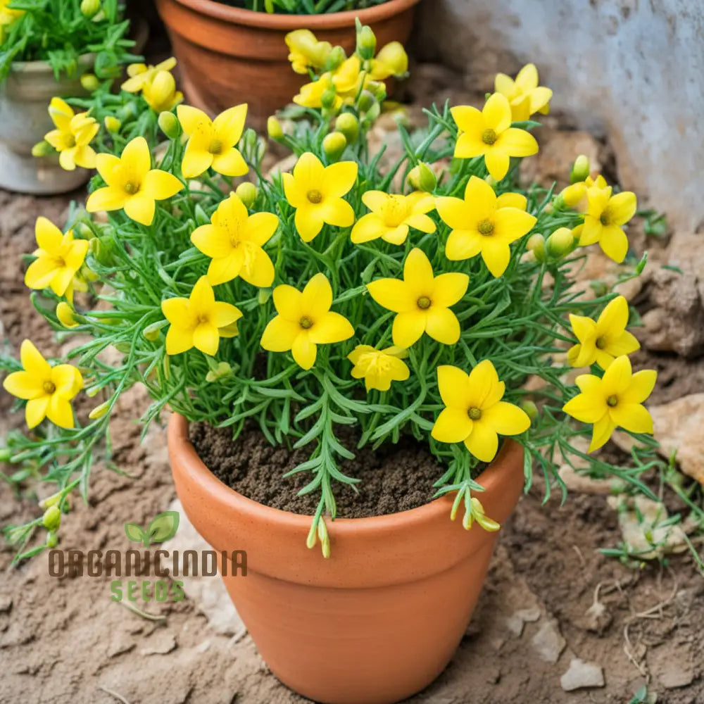 Yellow Densiflorum Flower Seeds - Bright Blossoms For Sunny Garden Borders Perennials