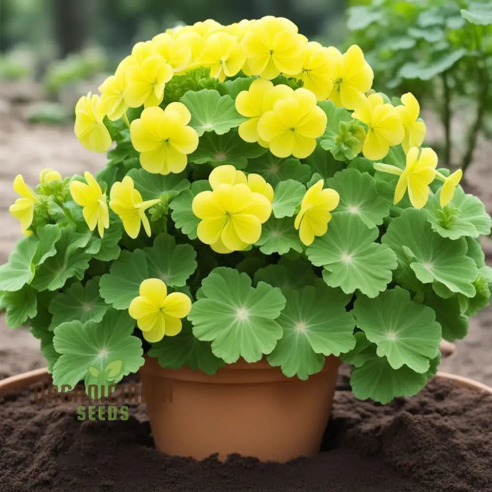 Yellow Geranium Flower Seeds Brighten Your Garden With Stunning Blooms Using Premium For Planting