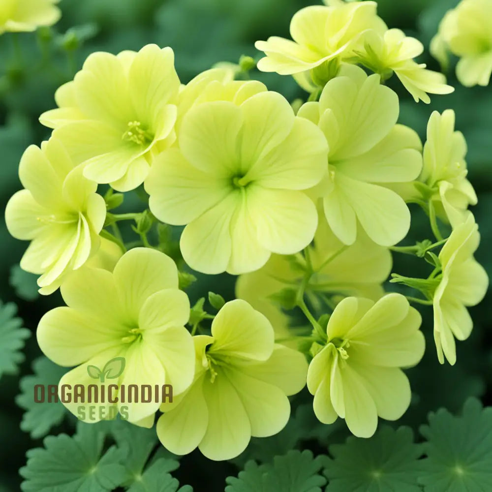 Yellow Geranium Flower Seeds Brighten Your Garden With Stunning Blooms Using Premium For Planting