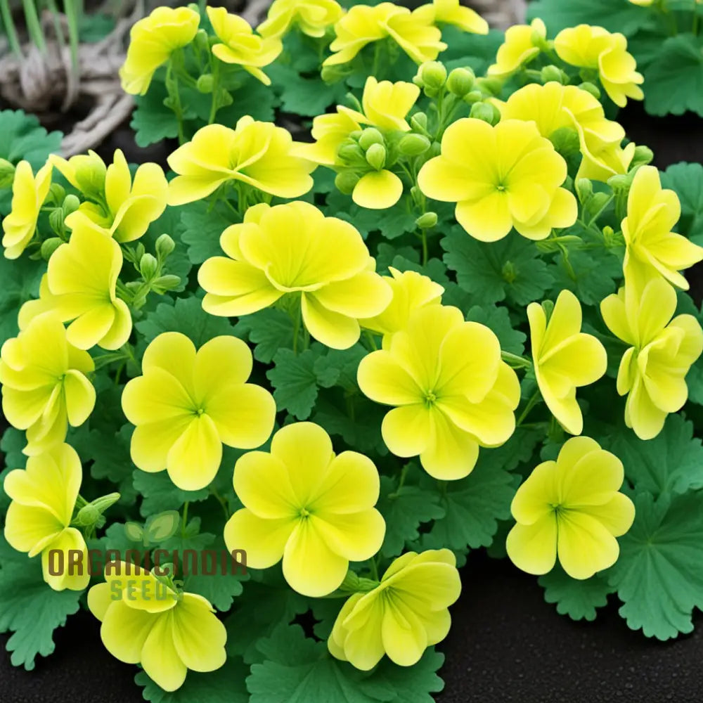 Yellow Geranium Flower Seeds Brighten Your Garden With Stunning Blooms Using Premium For Planting