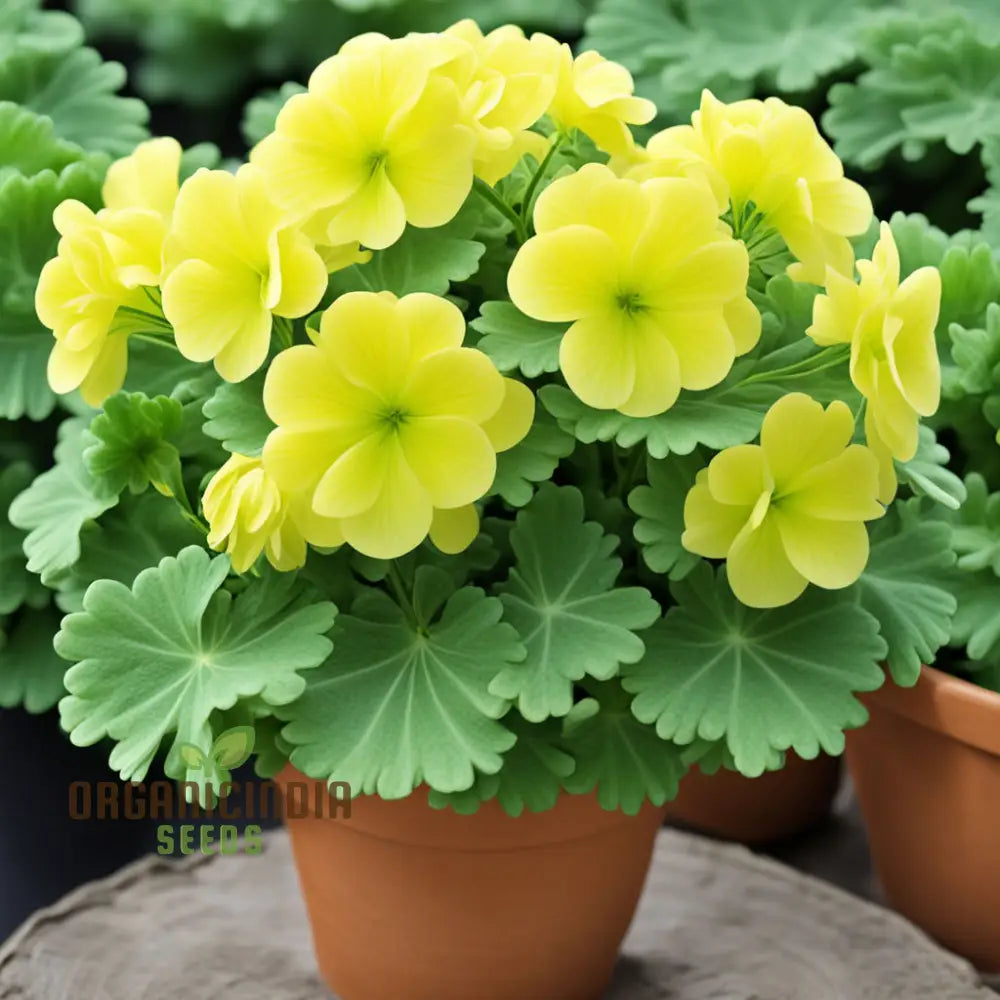 Yellow Geranium Flower Seeds Brighten Your Garden With Stunning Blooms Using Premium For Planting