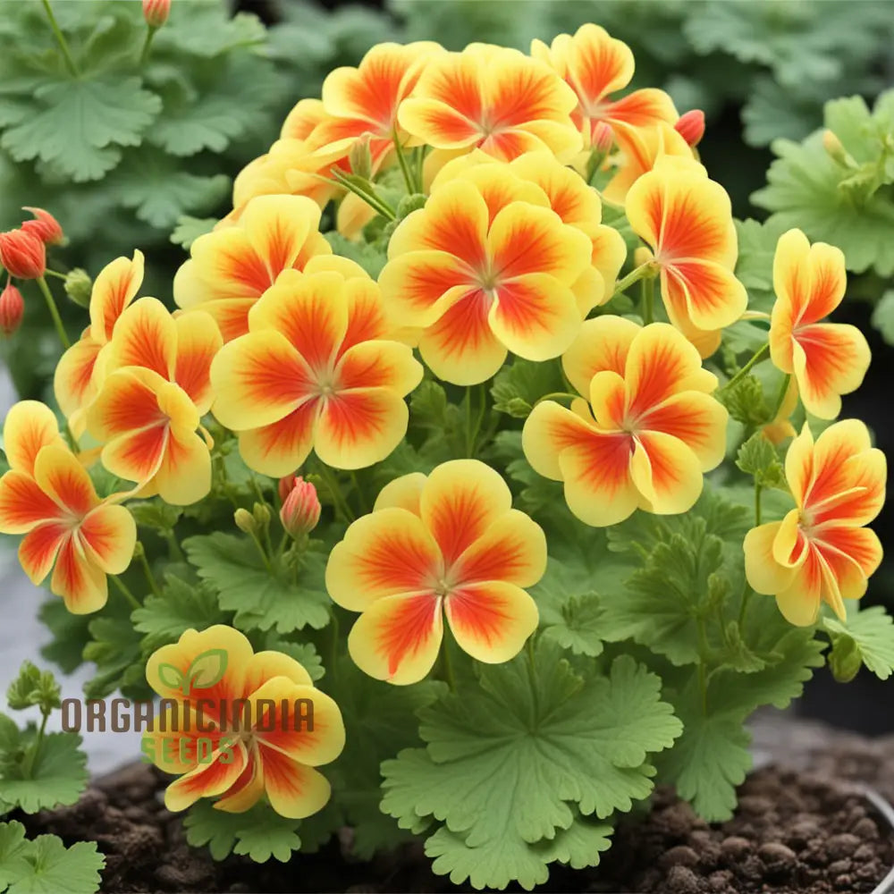 Yellow Geranium Flower Seeds Brighten Your Garden With Stunning Blooms Using Premium For Planting