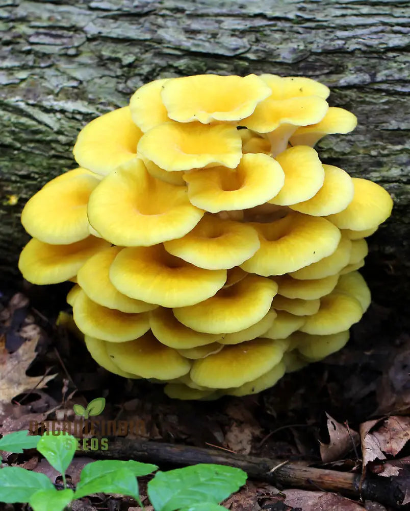 Yellow-Gold Oyster Mushroom With Premium Vegetable Seeds For A Stunning Addition To Your Culinary