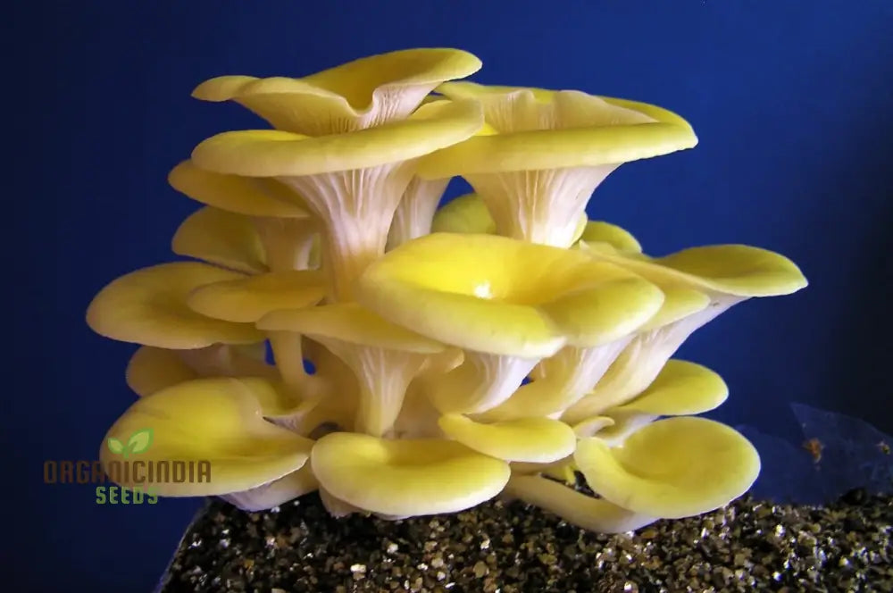 Yellow-Gold Oyster Mushroom With Premium Vegetable Seeds For A Stunning Addition To Your Culinary