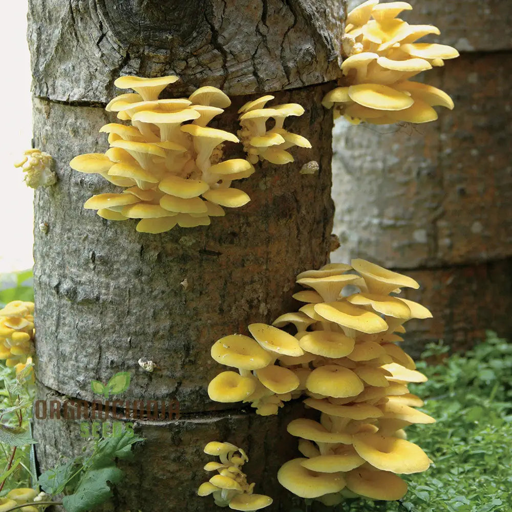 Yellow-Gold Oyster Mushroom With Premium Vegetable Seeds For A Stunning Addition To Your Culinary