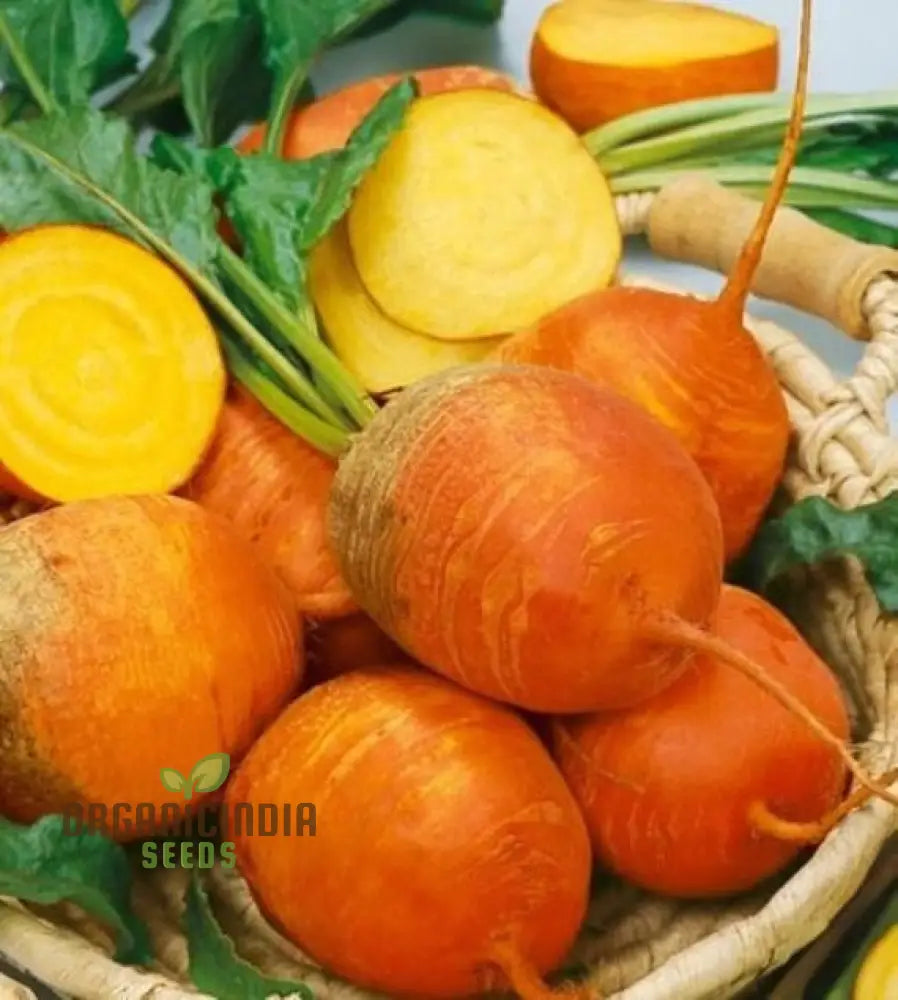 Yellow Intermediate Mangel Beet Seeds - Grow Vibrant Beets For Your Garden