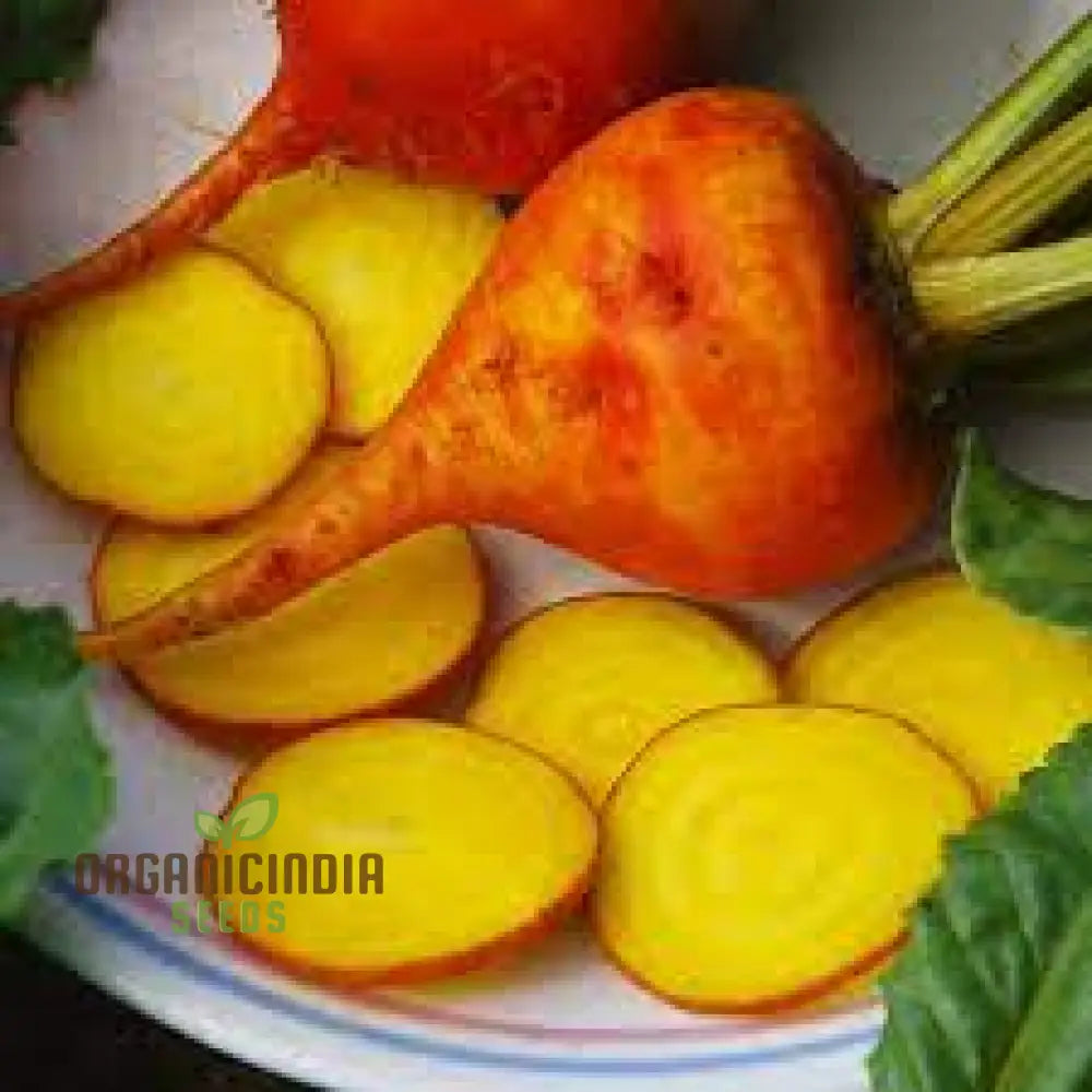 Yellow Intermediate Mangel Beet Seeds - Grow Vibrant Beets For Your Garden