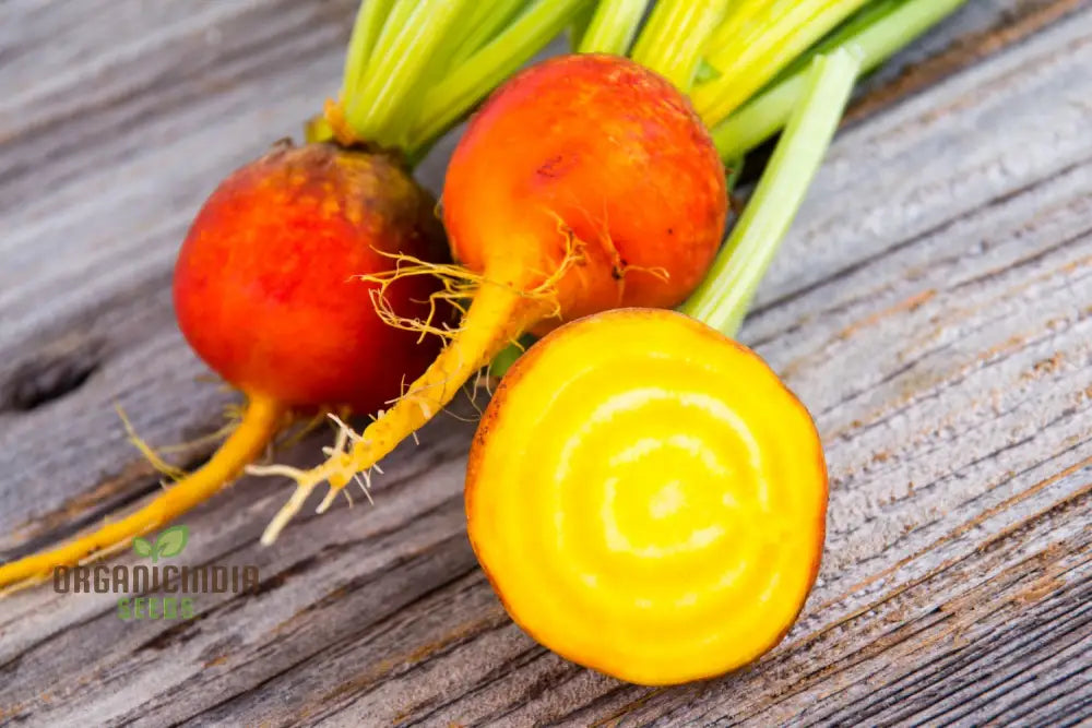 Yellow Intermediate Mangel Beet Seeds - Grow Vibrant Beets For Your Garden