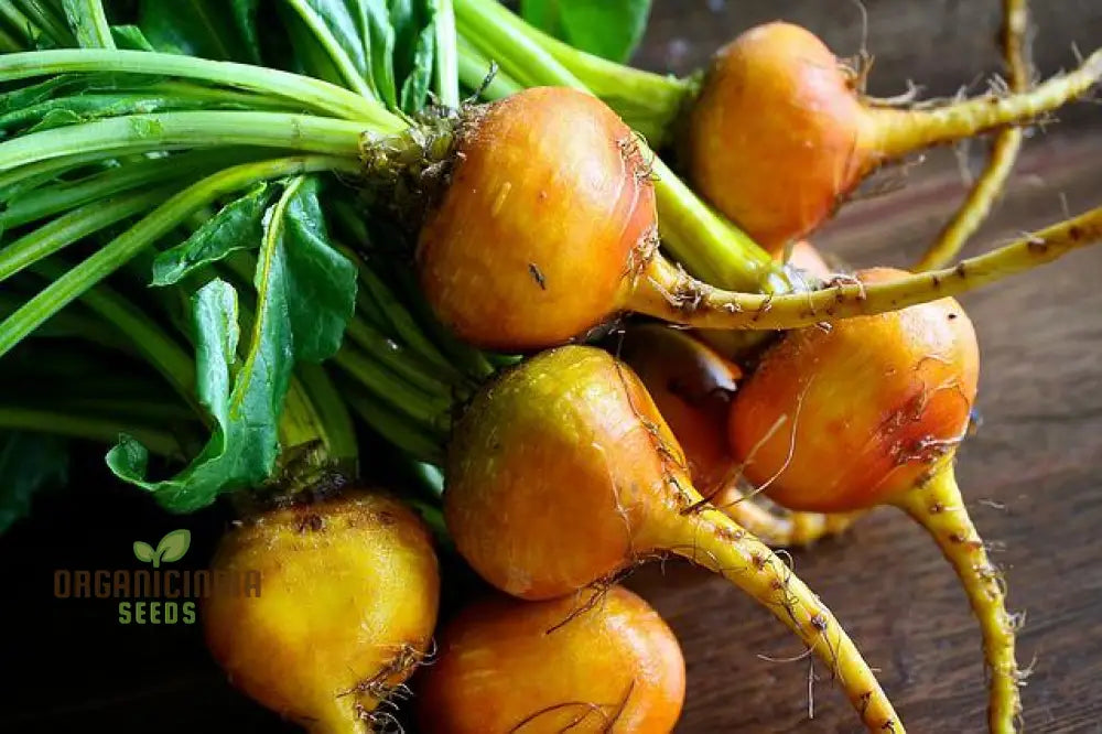 Yellow Intermediate Mangel Beet Seeds - Grow Vibrant Beets For Your Garden