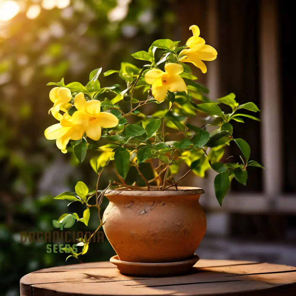 Yellow Jasmine Perennial Vine Flower Seeds - Sunshine Blooms For Everlasting Garden Beauty Climbers