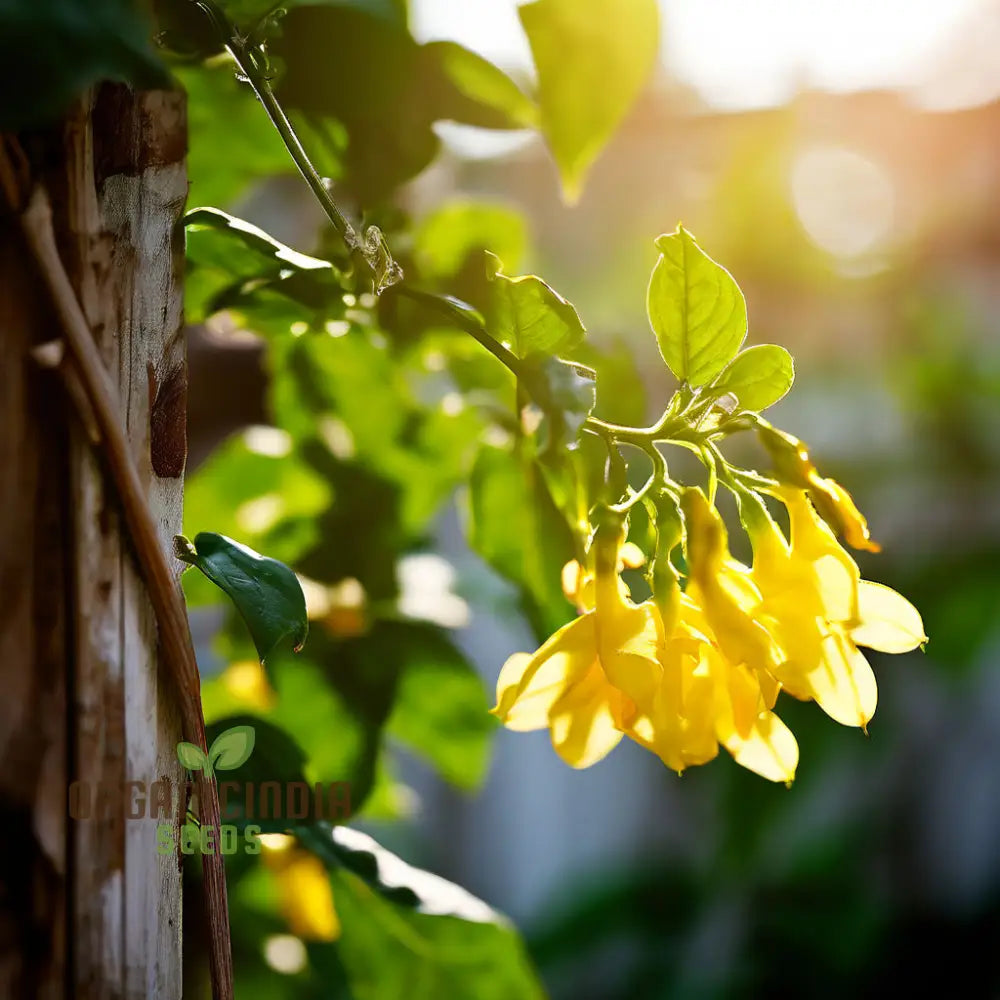 Yellow Jasmine Perennial Vine Flower Seeds - Sunshine Blooms For Everlasting Garden Beauty Climbers