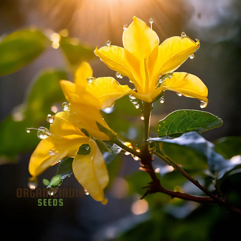 Yellow Jasmine Perennial Vine Flower Seeds - Sunshine Blooms For Everlasting Garden Beauty Climbers