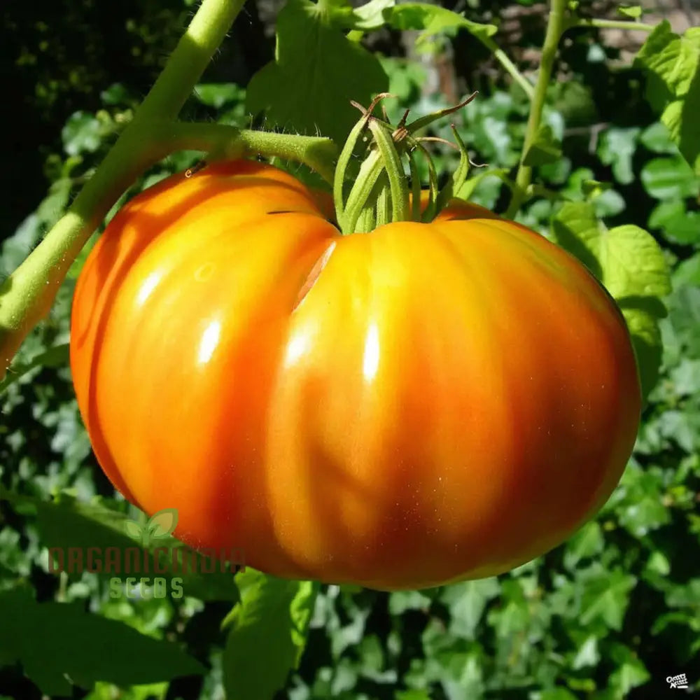 Yellow Kellogg’s Tomato Vegetable Seeds - Grow Deliciously Sweet And Juicy Tomatoes