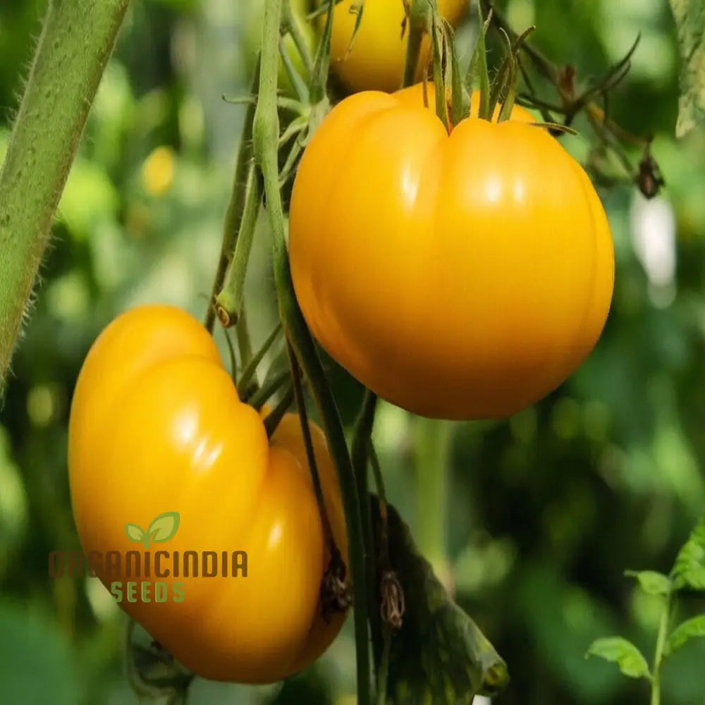 Yellow Kelloggâ€™s Tomato Vegetable Seeds - Grow Deliciously Sweet And Juicy Tomatoes