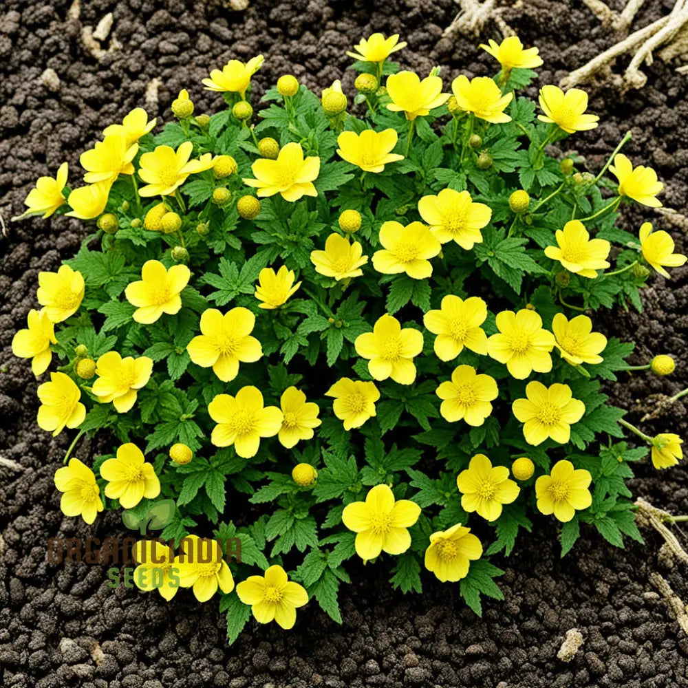 Yellow Kerria Japonica Flower Seeds Vibrant Golden Blooms For Elegant Garden Landscapes