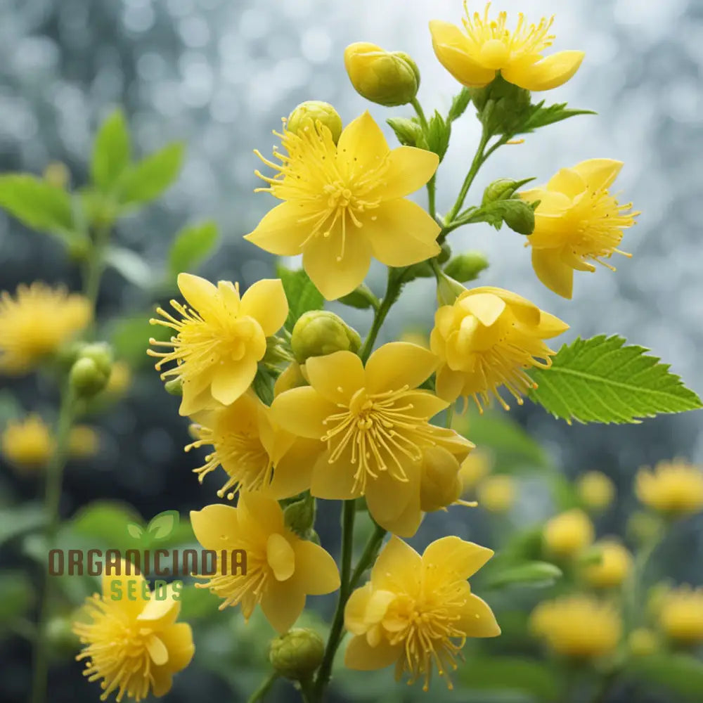 Yellow Kerria Japonica Flower Seeds Vibrant Golden Blooms For Elegant Garden Landscapes