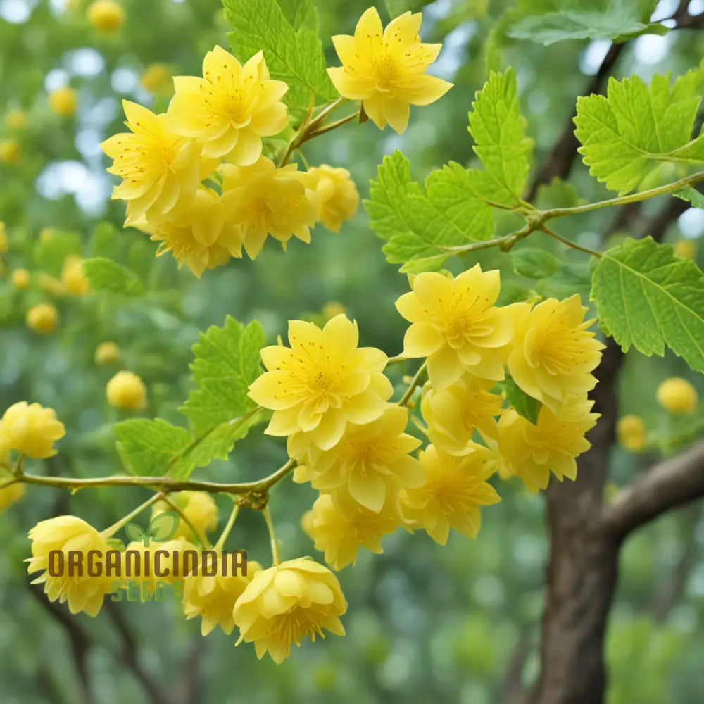 Yellow Kerria Japonica Flower Seeds Vibrant Golden Blooms For Elegant Garden Landscapes