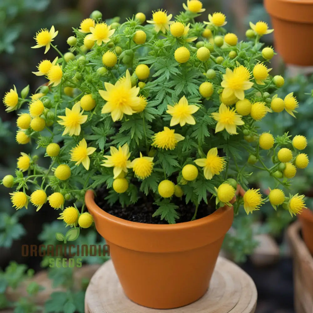 Yellow Kerria Japonica Flower Seeds Vibrant Golden Blooms For Elegant Garden Landscapes