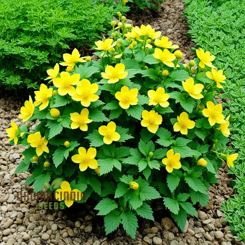 Yellow Kerria Japonica Flower Seeds Vibrant Golden Blooms For Elegant Garden Landscapes