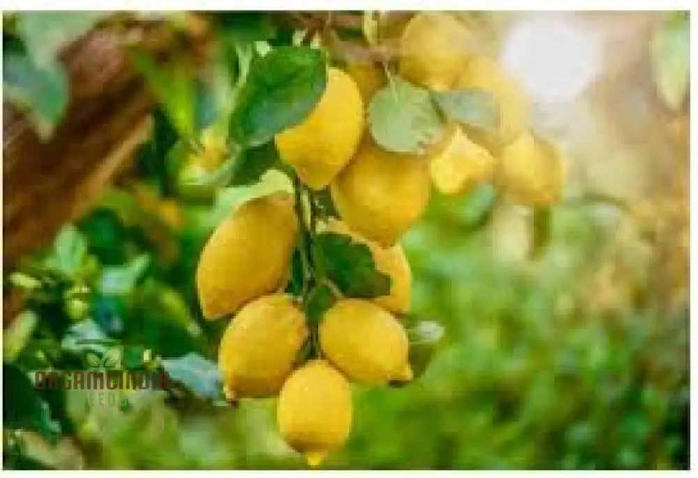 Yellow Lemon Tree Seeds Mix In 10Pcs Fresh