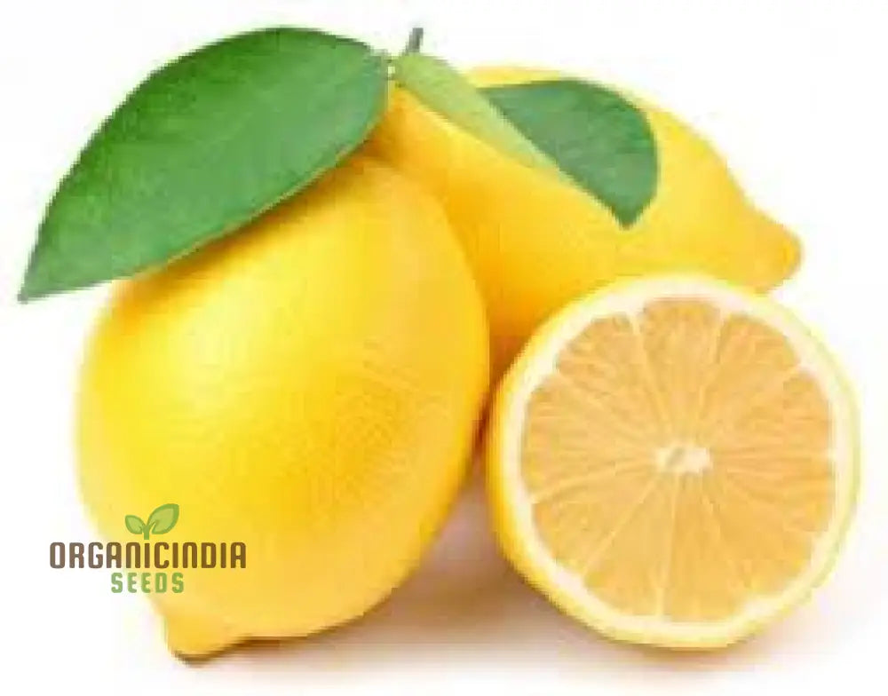 Yellow Lemon Tree Seeds Mix In 10Pcs Fresh