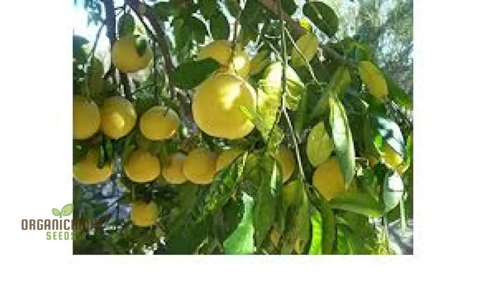 Yellow Lemon Tree Seeds Mix In 10Pcs Fresh