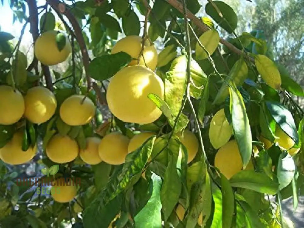 Yellow Lemon Tree Seeds Mix In 10Pcs Fresh