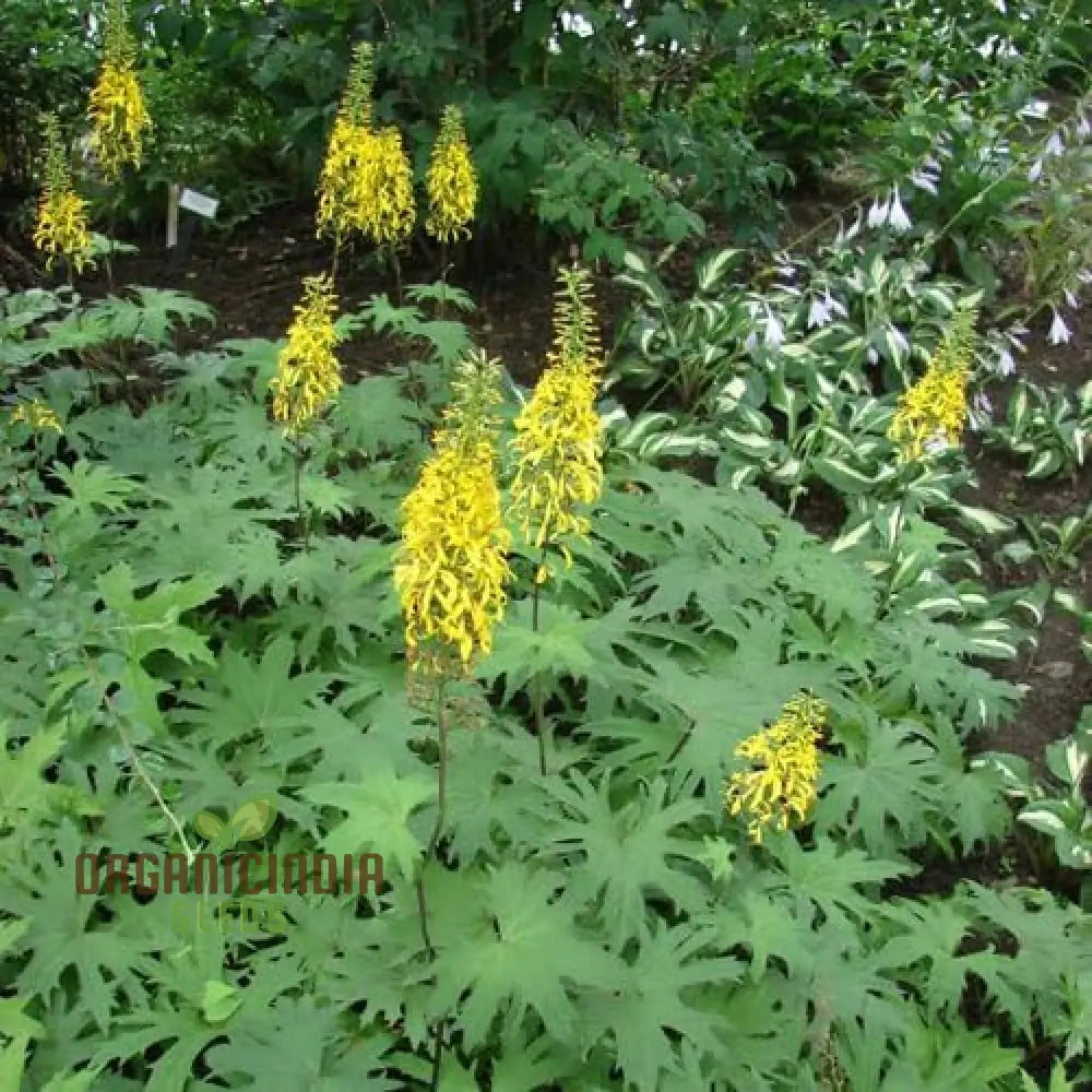 Yellow Ligularia Plant Seeds - Bright Blooms For Shade Gardens And Water Features