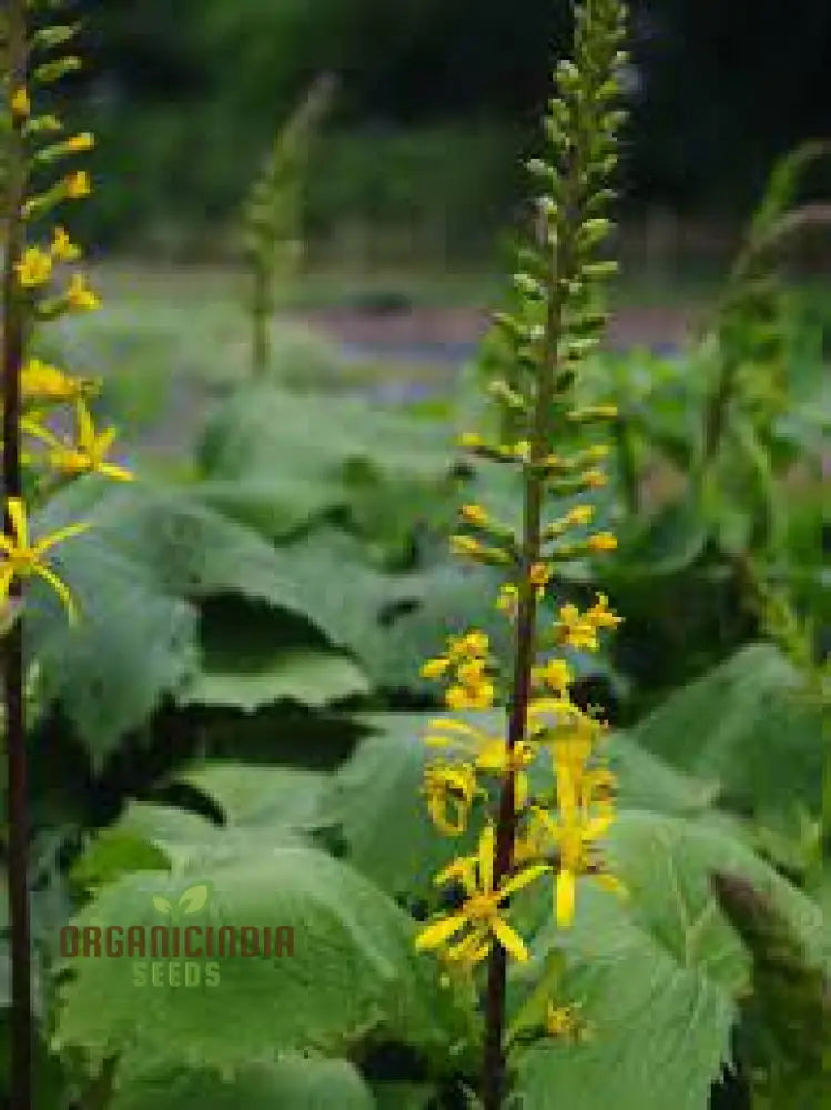 Yellow Ligularia Plant Seeds - Bright Blooms For Shade Gardens And Water Features