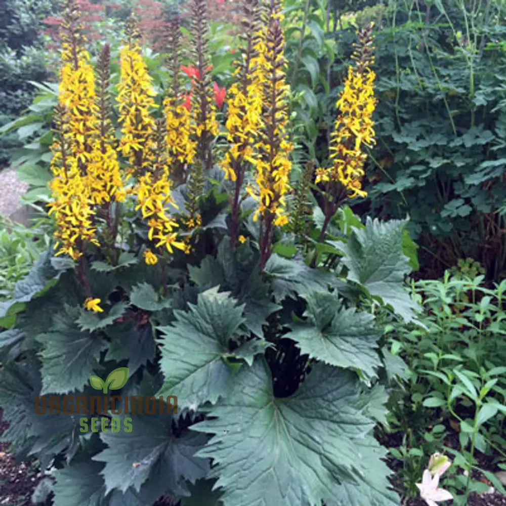 Yellow Ligularia Plant Seeds - Bright Blooms For Shade Gardens And Water Features