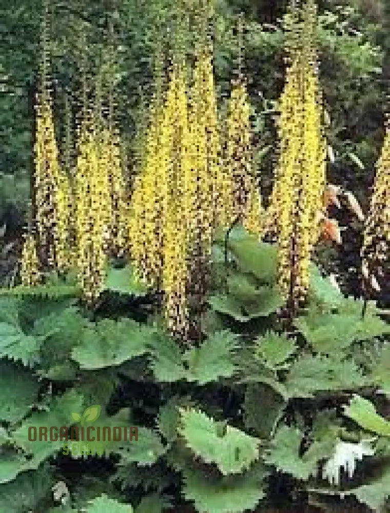 Yellow Ligularia Plant Seeds - Bright Blooms For Shade Gardens And Water Features