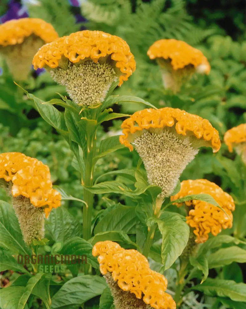 Yellow Lime Cockscomb Flower Seeds For Planting Comprehensive Guide To Growing Vibrant Blooms