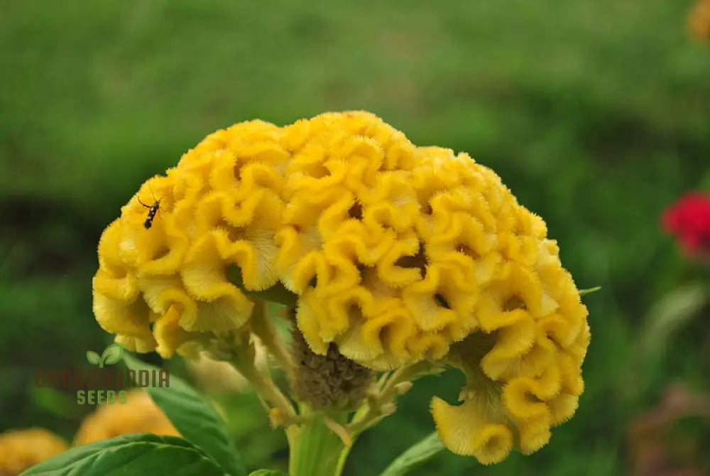 Yellow Lime Cockscomb Flower Seeds For Planting Comprehensive Guide To Growing Vibrant Blooms