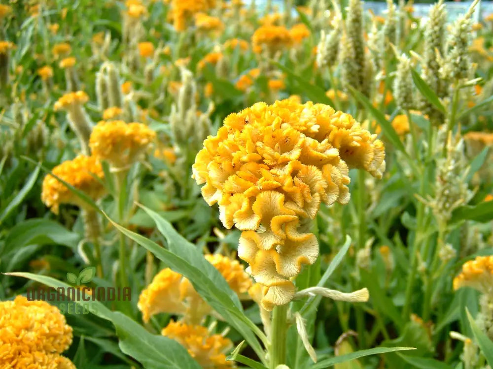 Yellow Lime Cockscomb Flower Seeds For Planting Comprehensive Guide To Growing Vibrant Blooms