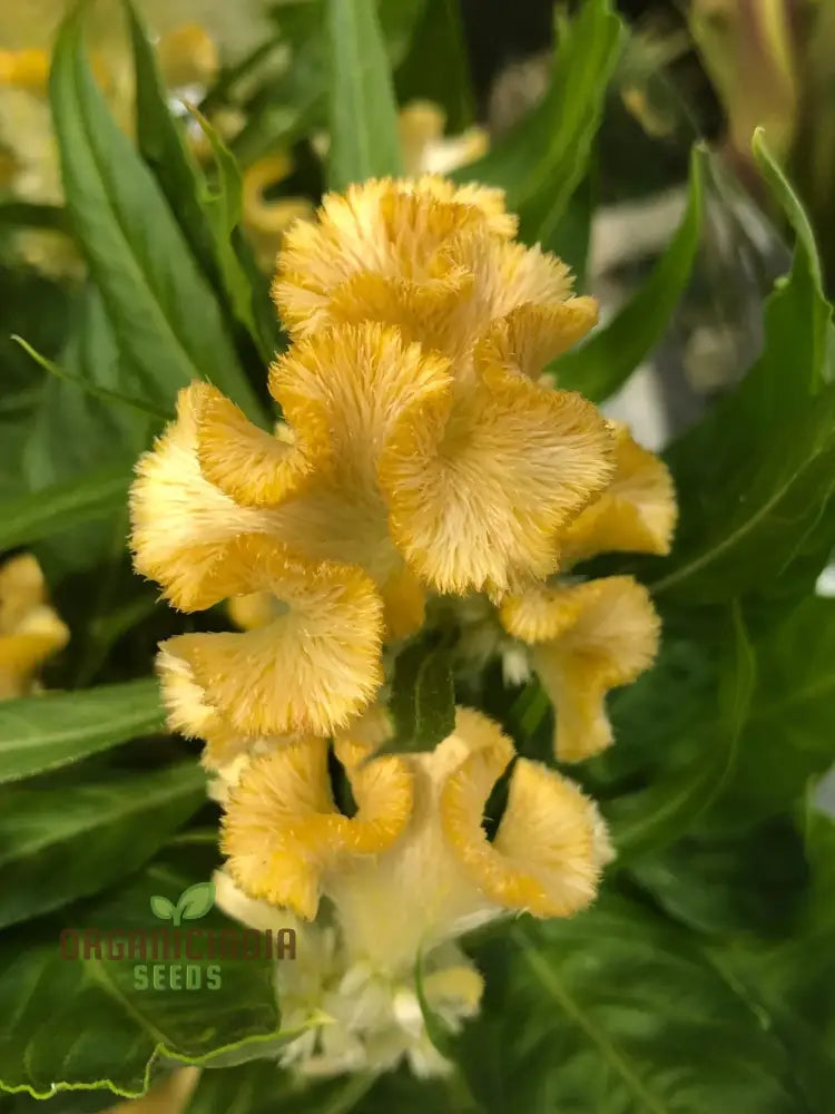 Yellow Lime Cockscomb Flower Seeds For Planting Comprehensive Guide To Growing Vibrant Blooms