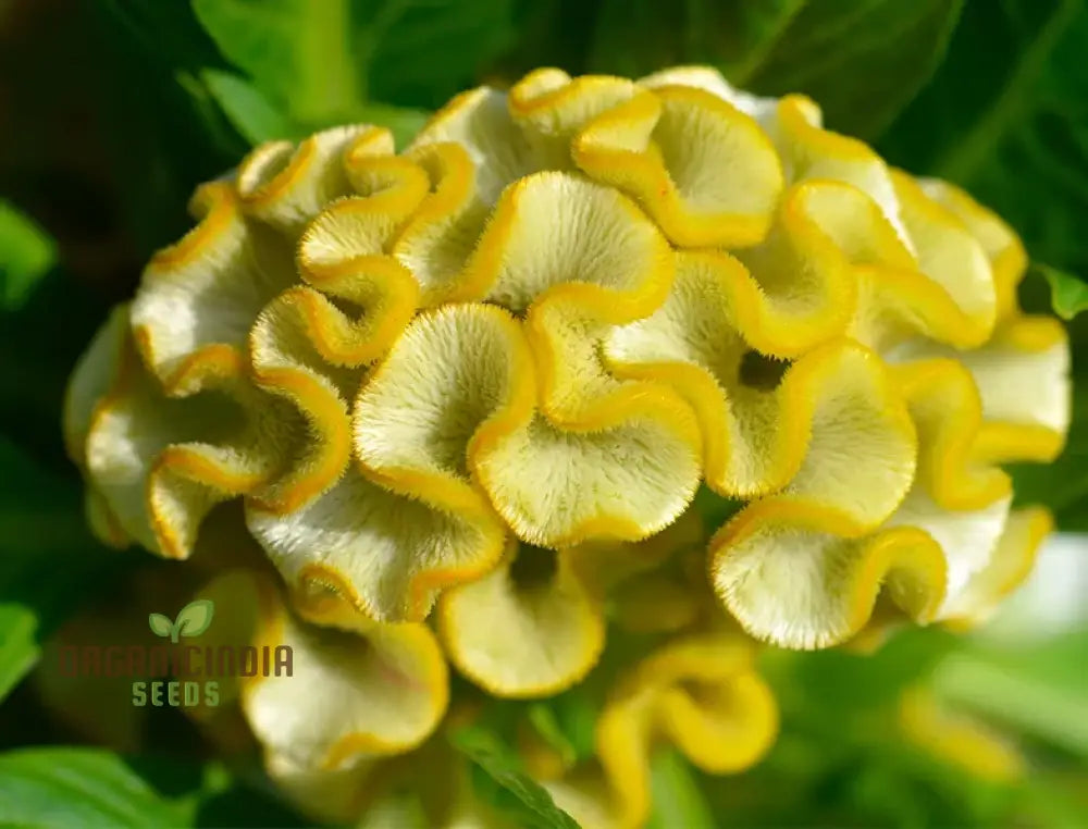 Yellow Lime Cockscomb Flower Seeds For Planting Comprehensive Guide To Growing Vibrant Blooms