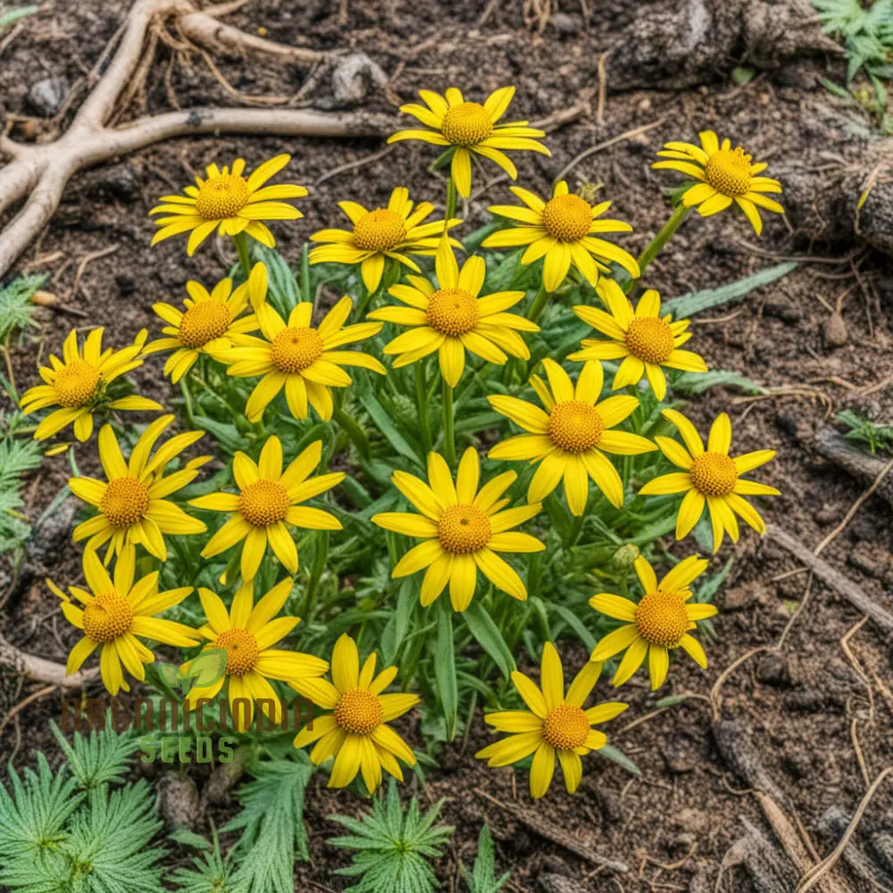 Yellow Meadow Arnica Flower Seeds Bright Garden Blooms Easy-To-Grow Wildflower Perennials