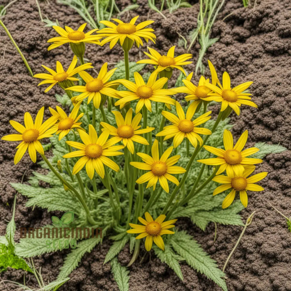 Yellow Meadow Arnica Flower Seeds Bright Garden Blooms Easy-To-Grow Wildflower Perennials