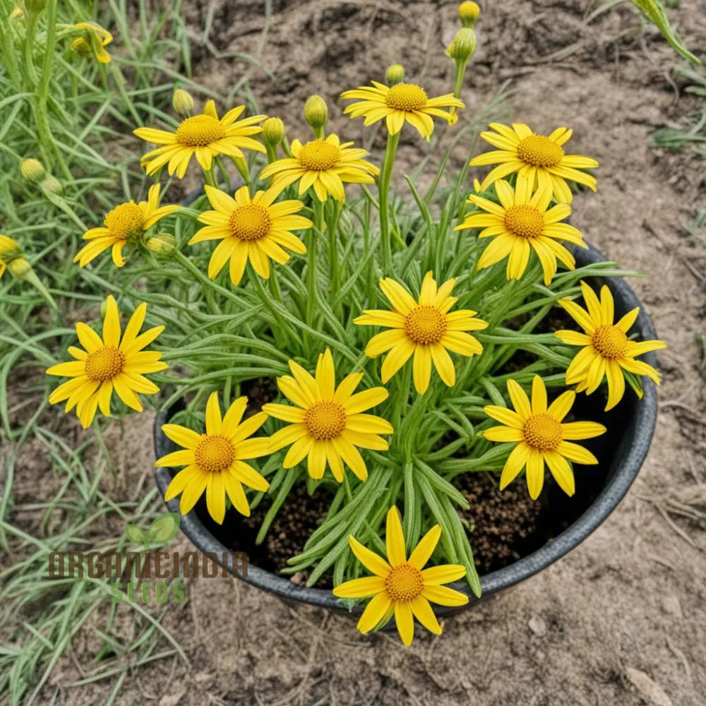 Yellow Meadow Arnica Flower Seeds Bright Garden Blooms Easy-To-Grow Wildflower Perennials