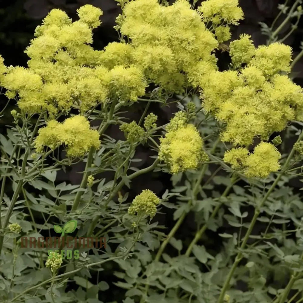 Yellow Meadow Rue Flower Seeds Easy Growing Vibrant Blooms Perfect For Gardens Seeds