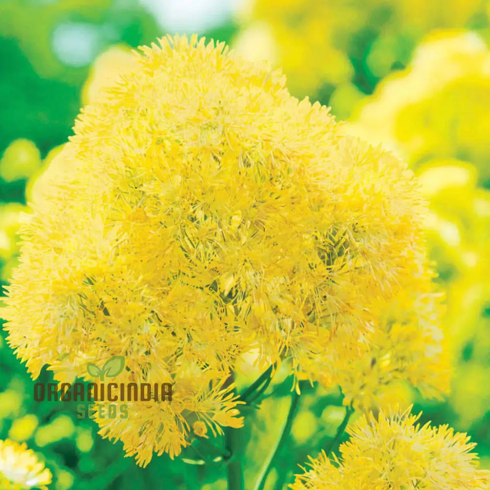 Yellow Meadow Rue Flower Seeds Easy Growing Vibrant Blooms Perfect For Gardens Seeds