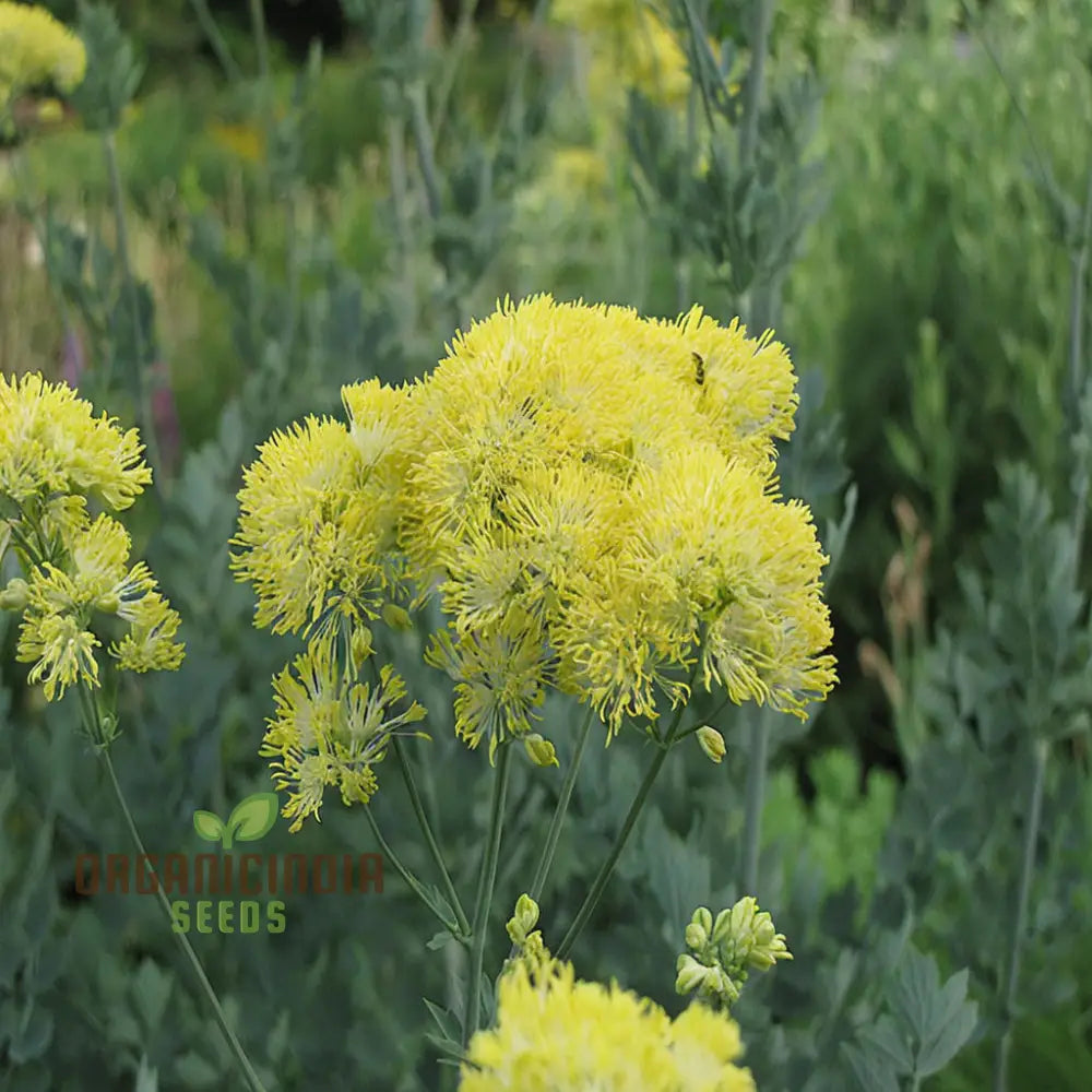 Yellow Meadow Rue Flower Seeds Easy Growing Vibrant Blooms Perfect For Gardens Seeds