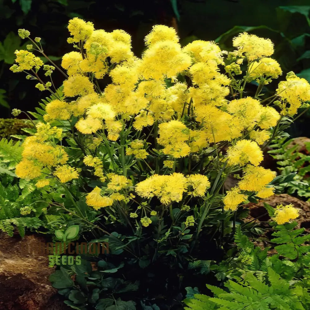 Yellow Meadow Rue Flower Seeds Easy Growing Vibrant Blooms Perfect For Gardens Seeds