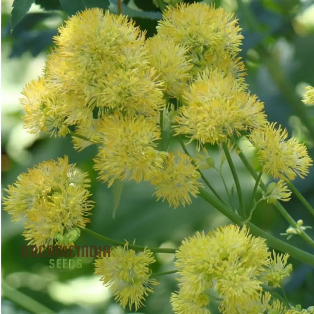 Yellow Meadow Rue Flower Seeds - Elegant Blooms For Airy And Graceful Garden Displays Seeds