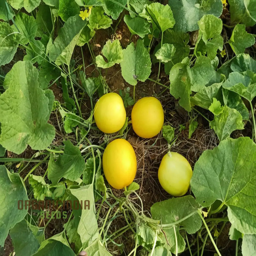 Yellow Melon (Sun Fruit) Planting Seeds Comprehensive And Gardening Guide For A Bountiful Harvest