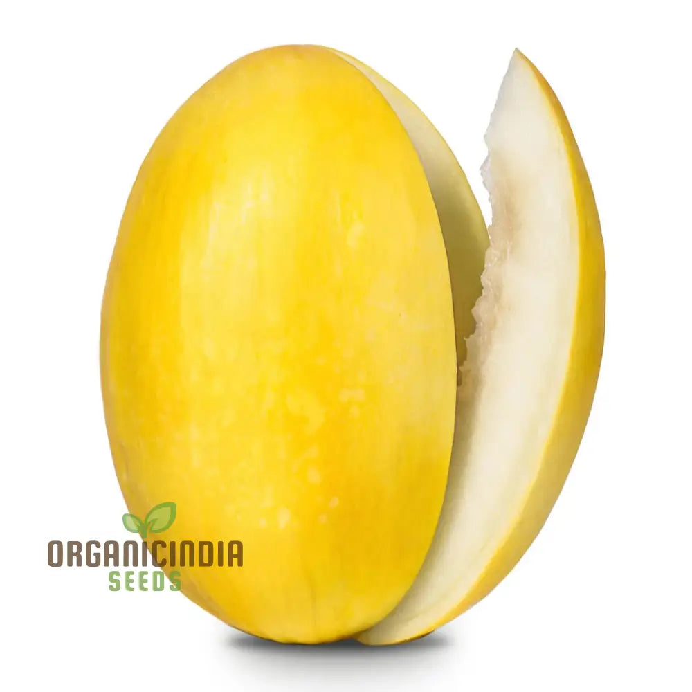 Yellow Melon (Sun Fruit) Planting Seeds Comprehensive And Gardening Guide For A Bountiful Harvest